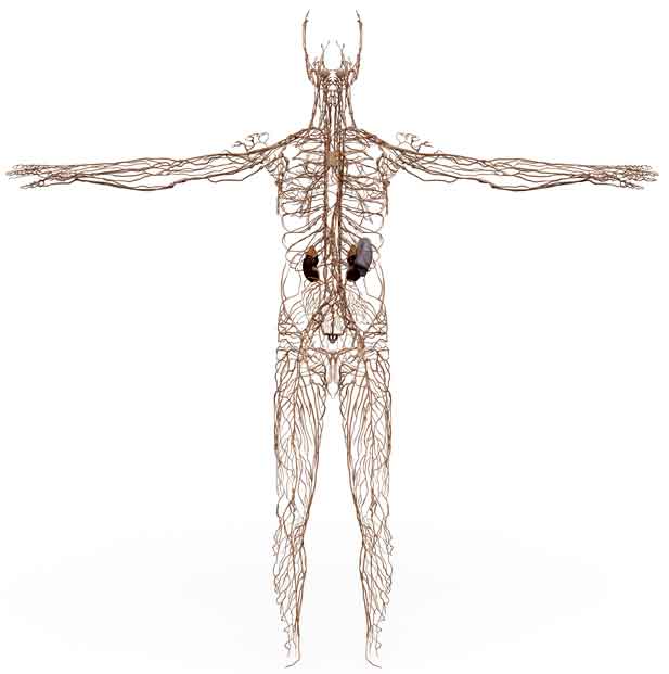 Lymphatic-System